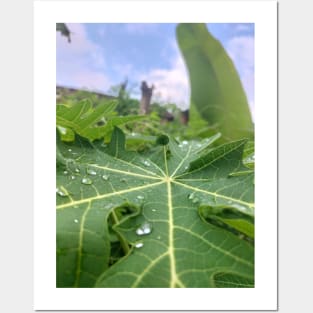 Papaya Leaf Buds Posters and Art